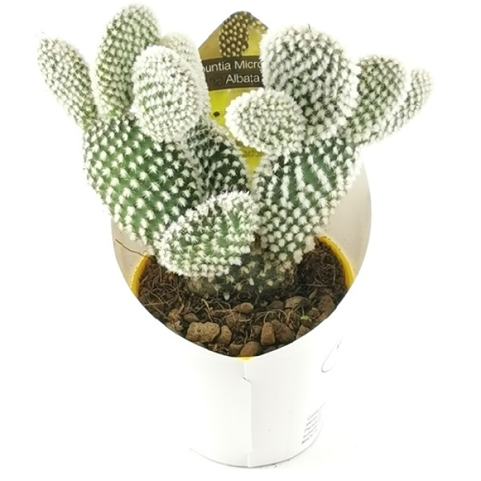 OPUNTIA MICRODASYS ALBATA