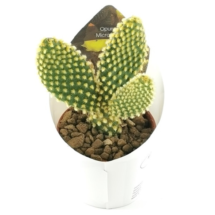 OPUNTIA MICRODASYS