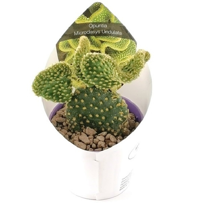 OPUNTIA MICRODASYS UNDULATA
