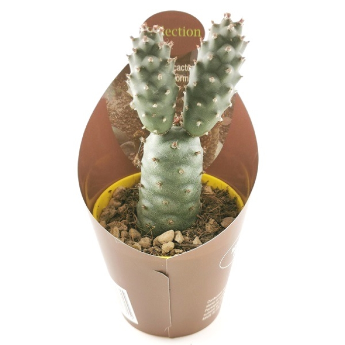 TEPHROCACTUS STROBILIFORMIS