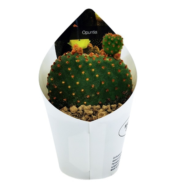 OPUNTIA MYCRODASYS RUFIDA 