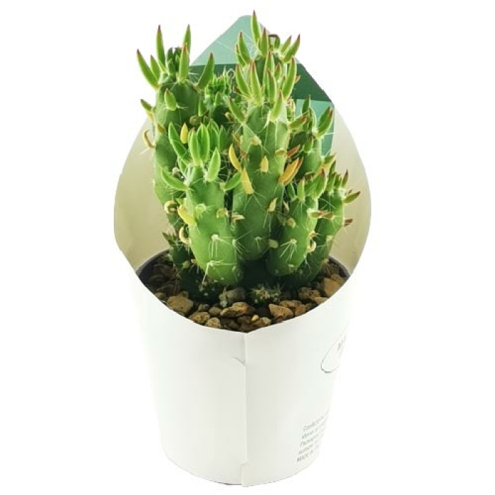 OPUNTIA SUBULATA