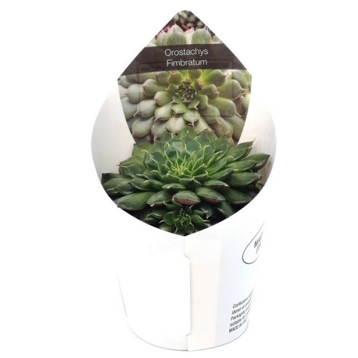 OROSTACHYS FIBRATUM