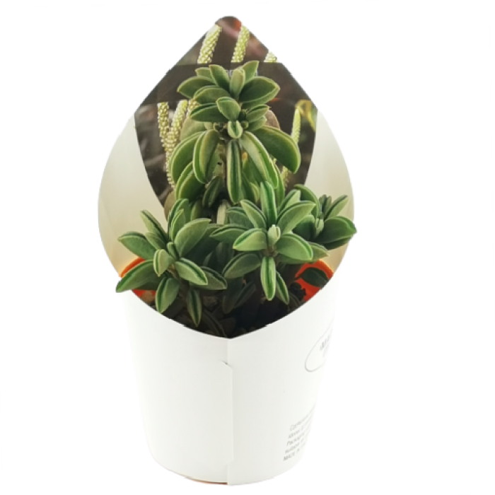 PEPEROMIA ASPERULA