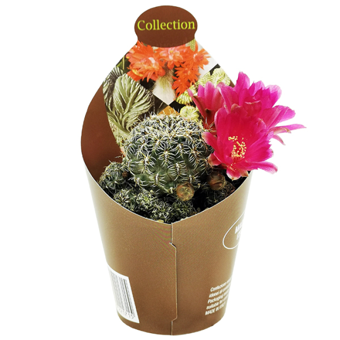SULCOREBUTIA CANIGUERALII