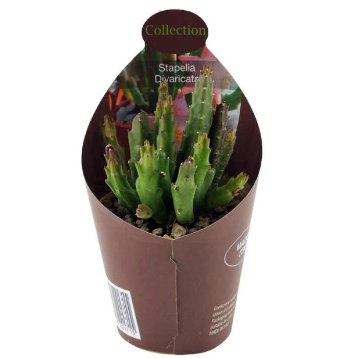 STAPELIA DIVARICATA