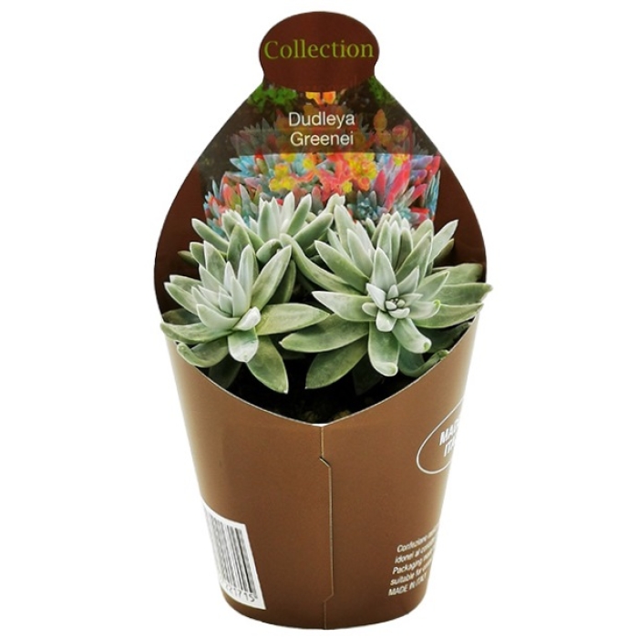 DUDLEYA GREENEI