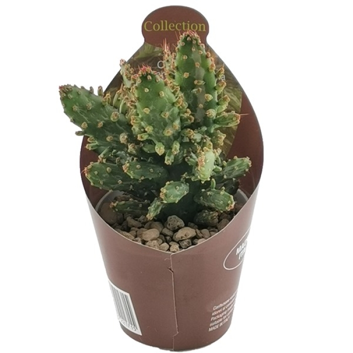 OPUNTIA MONACANTHA VARIEGATA