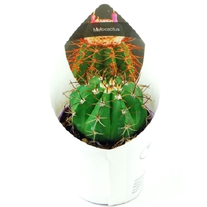 MELOCACTUS