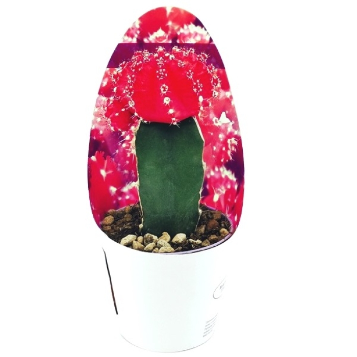 INJERTO DE CACTUS - FUCSIA