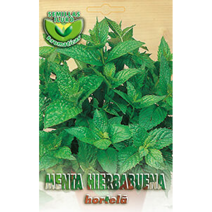 MENTA HIERBABUENA