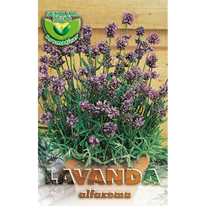 LAVANDA