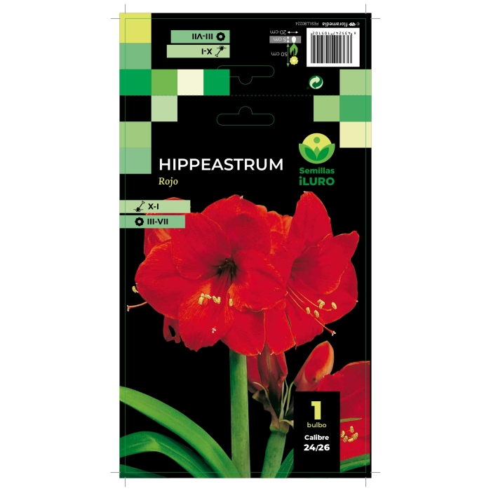 AMARYLLIS ROJO