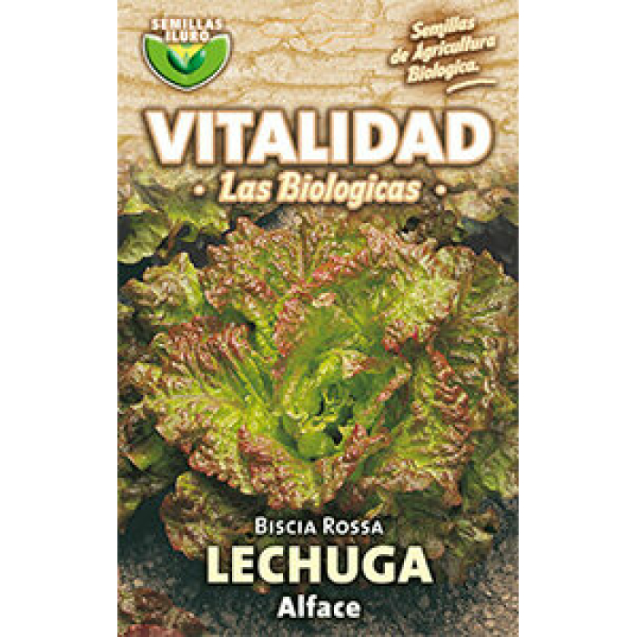 LECHUGA BISCIA ROJA