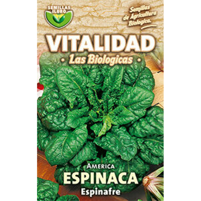 ESPINACA AMÉRICA