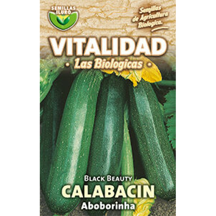 CALABACÍN BLACK BEAUTY