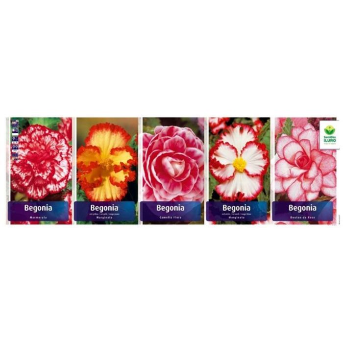 BEGONIAS EXCLUSIVA 5/6 (BEG-10)