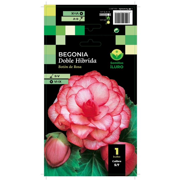 BEGONIA DOBLE HÍBRIDA ROSA-BLANCA