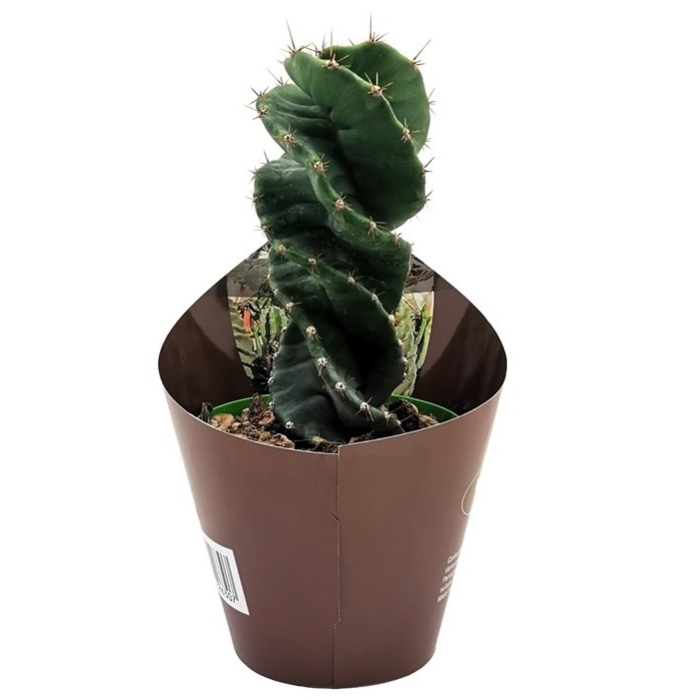 CEREUS FORBESII SPIRALIS