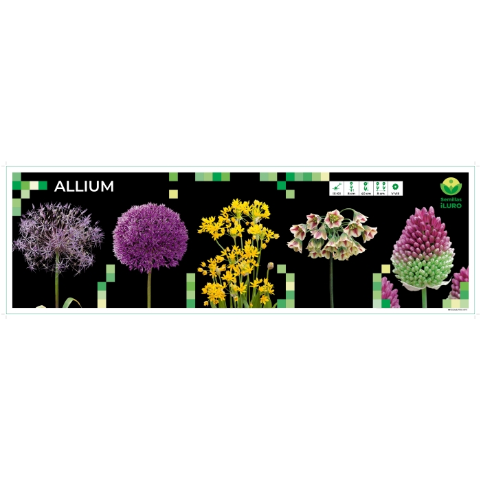 COFRE ALLIUM