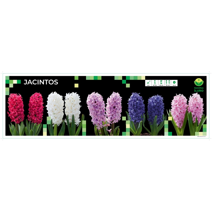 COFRE JACINTO JUMBO