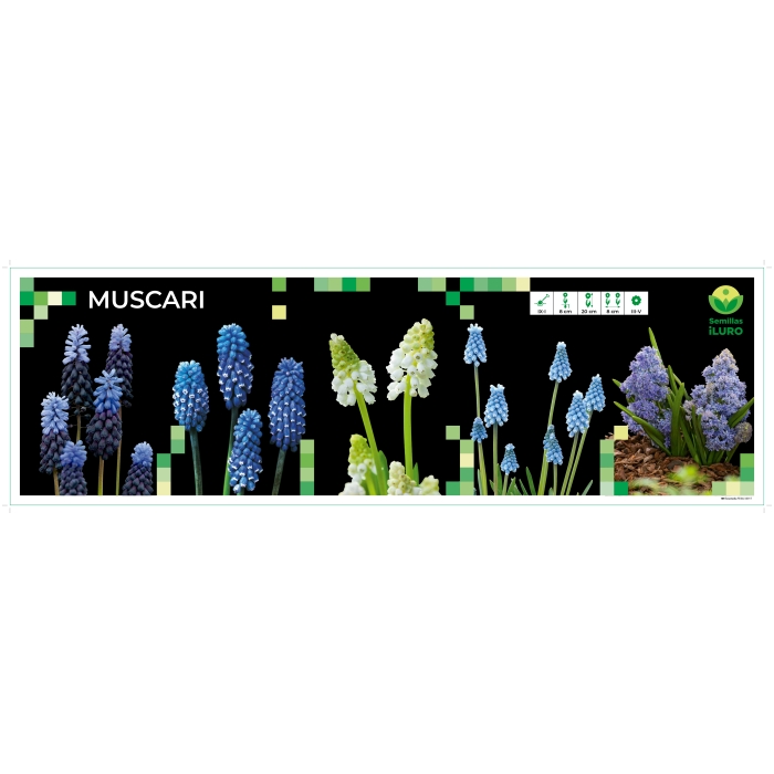 COFRE MUSCARI