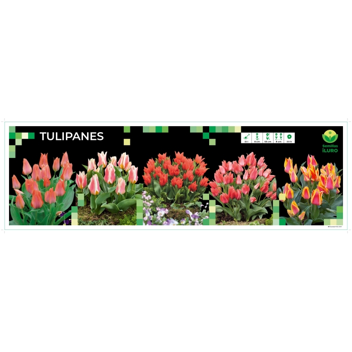 COFRE TULIPÁN MULTIFLORA