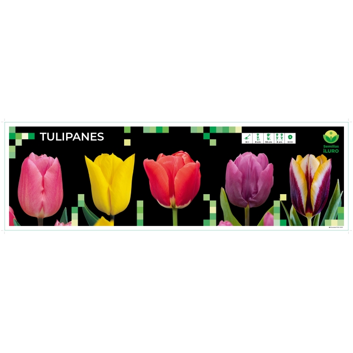 COFRE TULIPÁN SINGLE