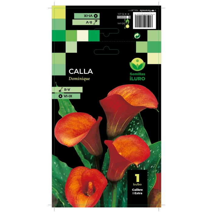 CALLA DOMINIQUE