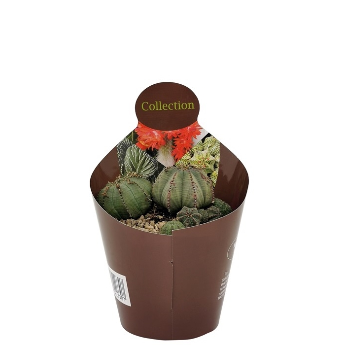 Euphorbia Obesa