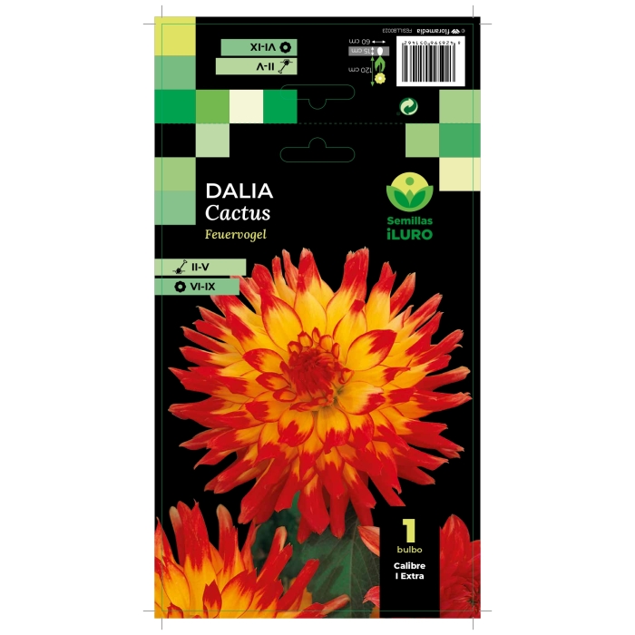 DALIA CACTUS FEUERVOGEL