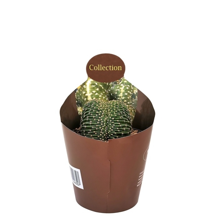 ECHINOPSIS ERYESII CRESTATA