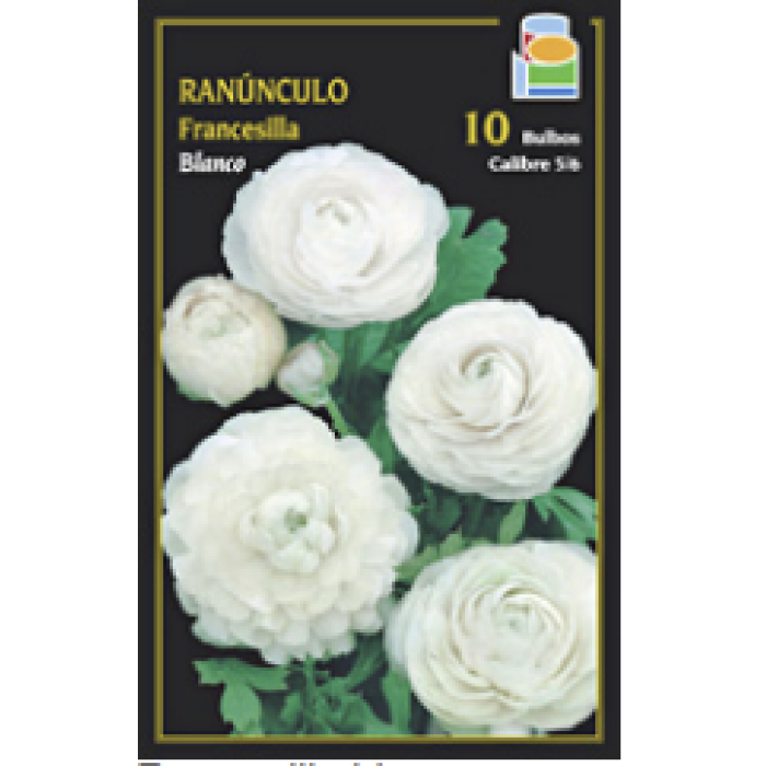 FRANCESILLA BLANCA