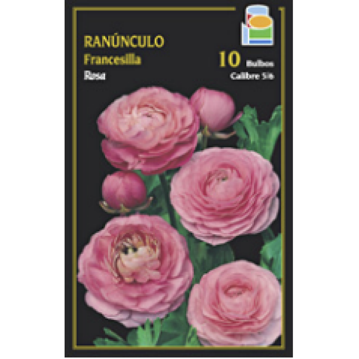 FRANCESILLA ROSA
