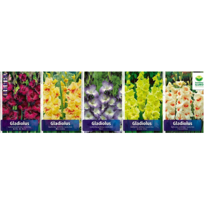 GLADIOLOS ESPECIALES 12/14 (GLS-09)