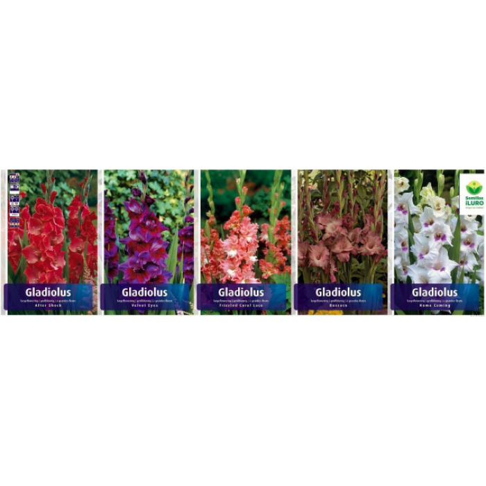 GLADIOLOS ESPECIALES 12/14 (GLS-13)