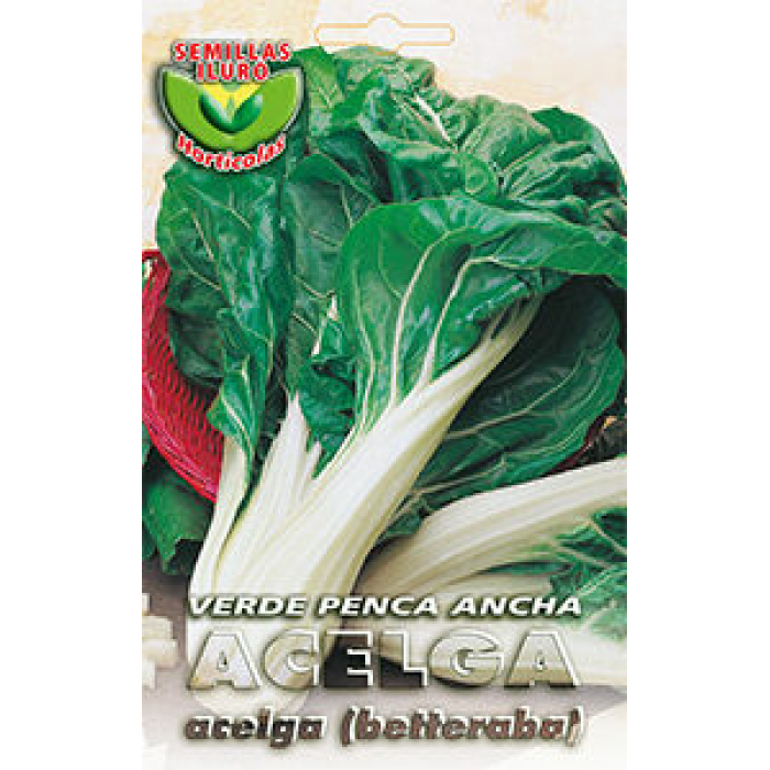 ACELGA VERDE PENCA ANCHA