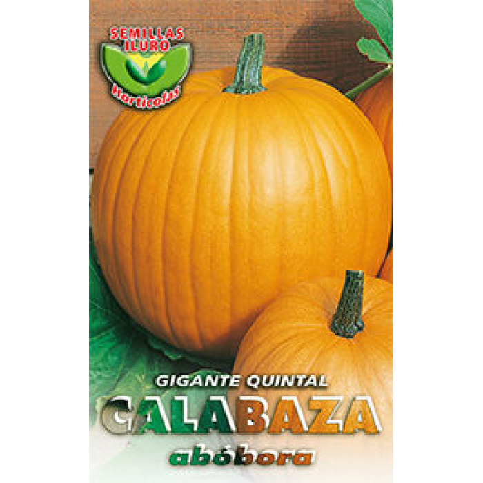 CALABAZA GIGANTE QUINTAL