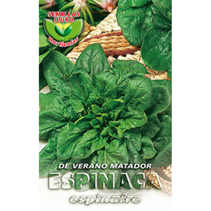 ESPINACA DE VERANO