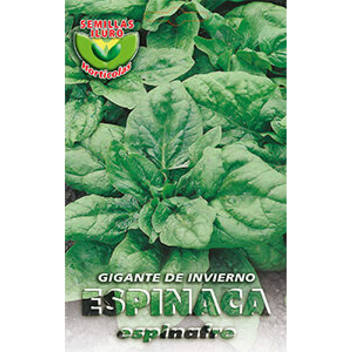 ESPINACA GIGANTE DE INVIERNO