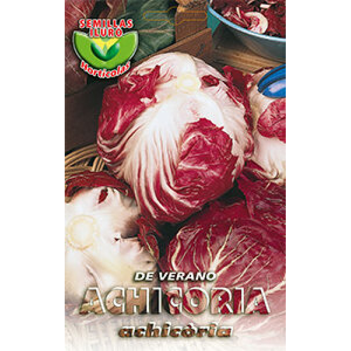 ACHICORIA DE VERANO
