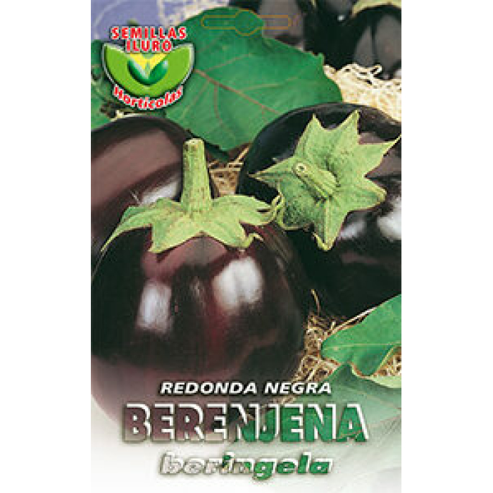 BERENJENA REDONDA NEGRA