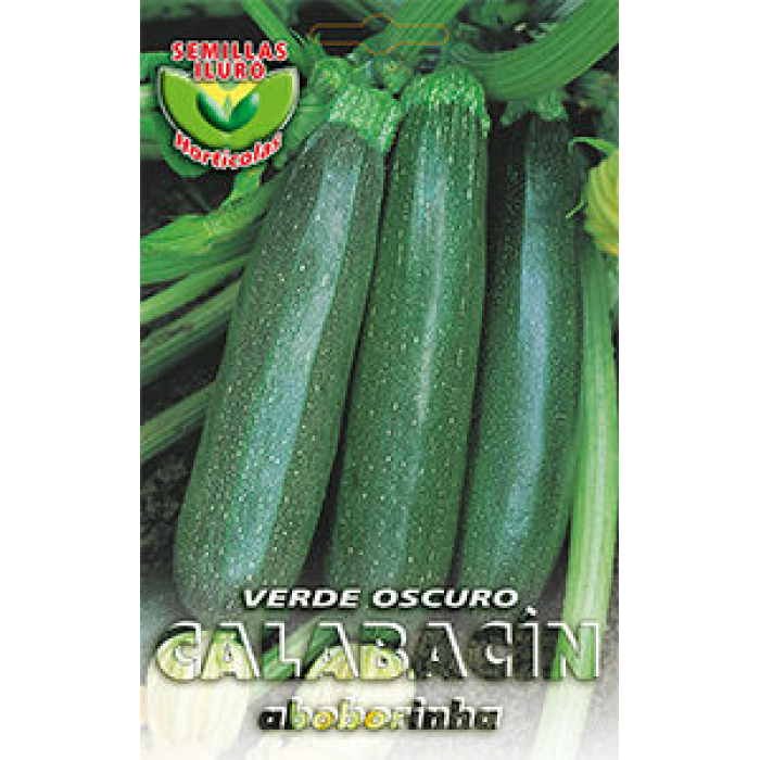 CALABACÍN VERDE OSCURO