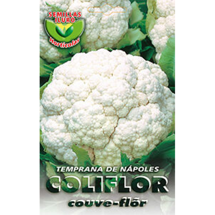 COLIFLOR TEMPRANA DE NÁPOLES