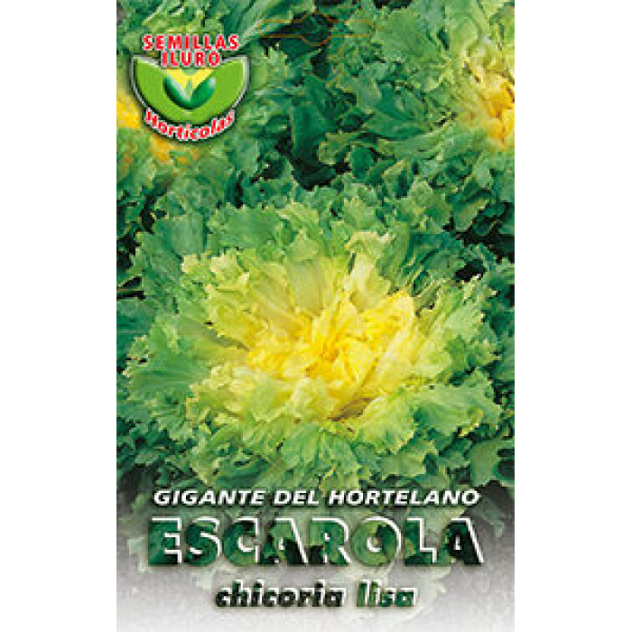 ESCAROLA GIGANTE DEL HORTELANO