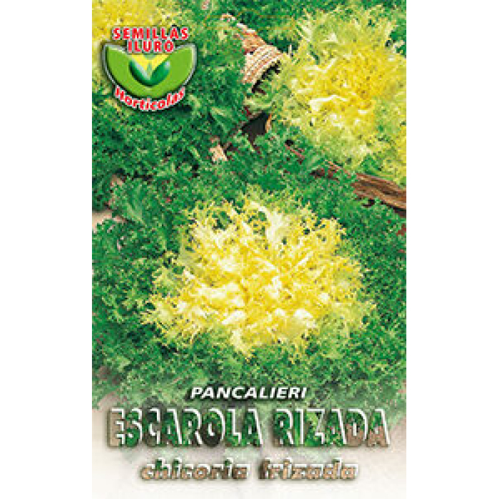 ESCAROLA RIZADA PANCALIERI