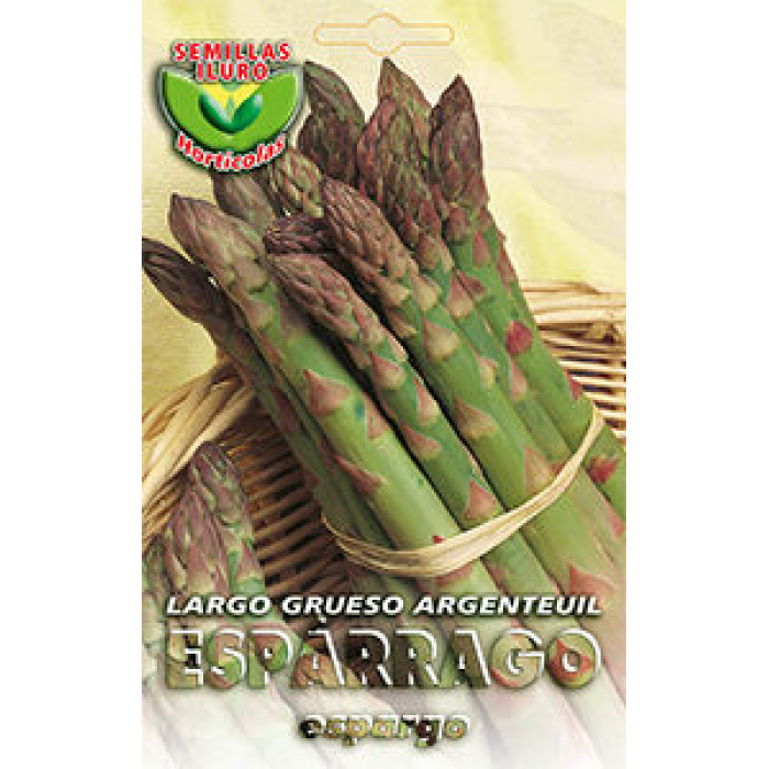 ESPÁRRAGO LARGO GRUESO