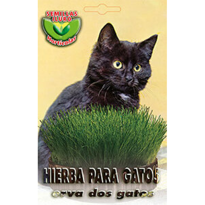 HIERBA PARA GATOS