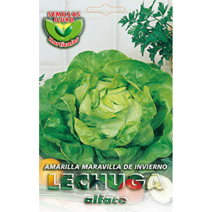 LECHUGA AMARILLA MARAVILLA DE INVIERNO