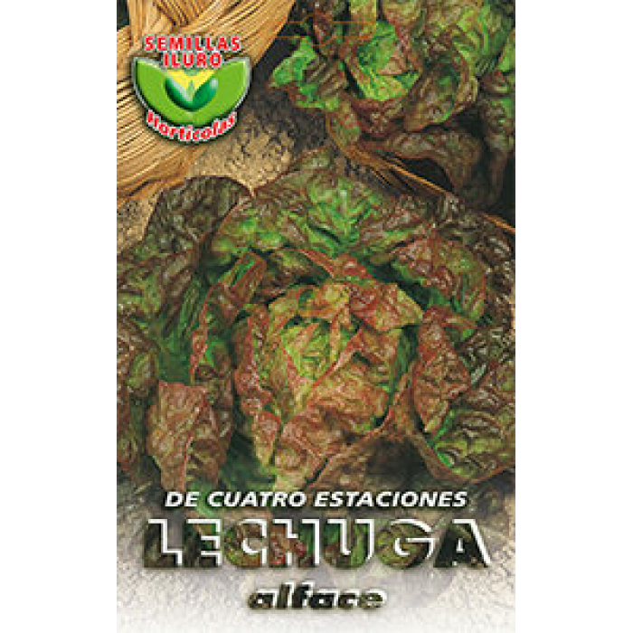 LECHUGA DE CUATRO ESTACIONES